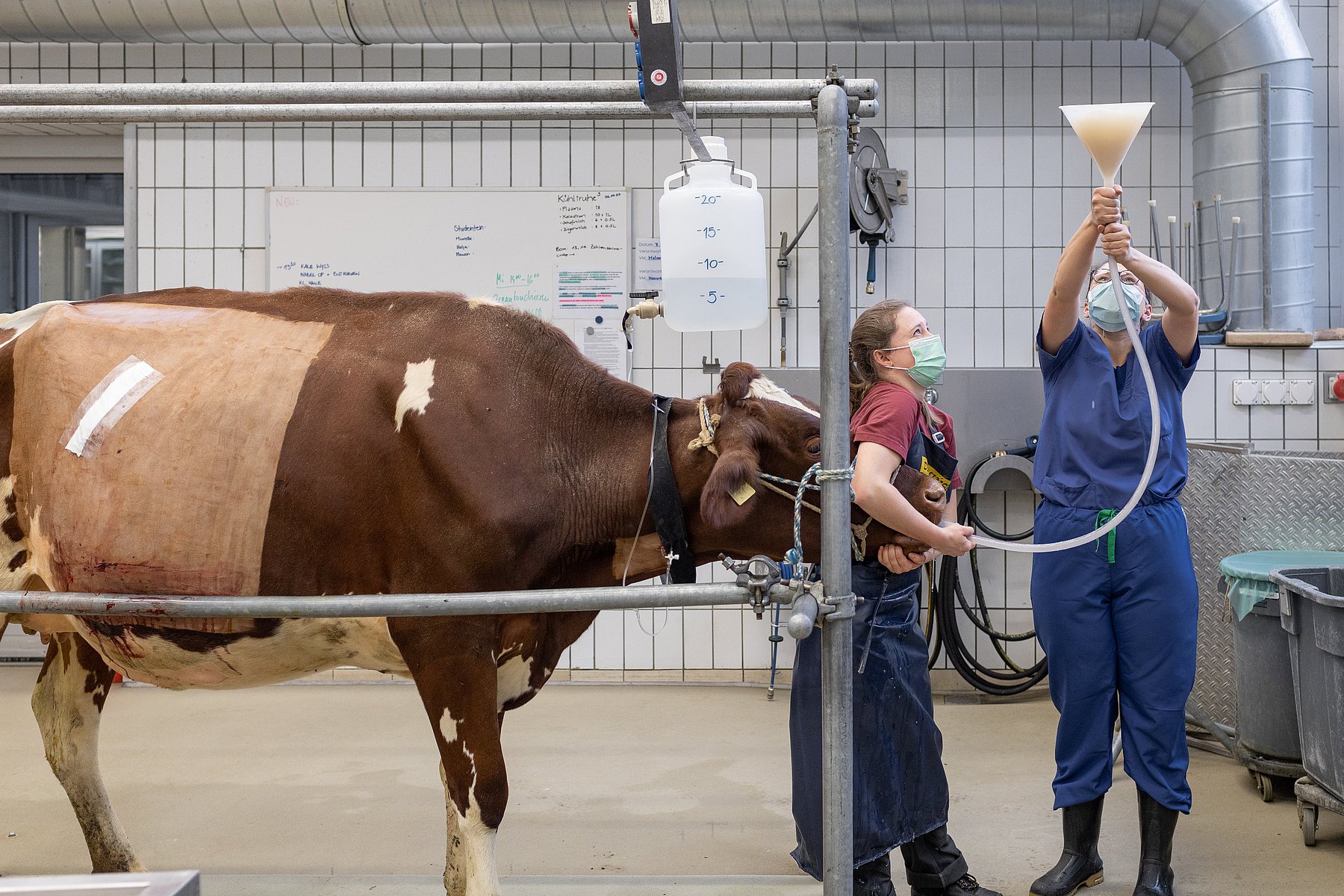 Isolation units for livestock and horses at the VetSuisse veterinary clinic