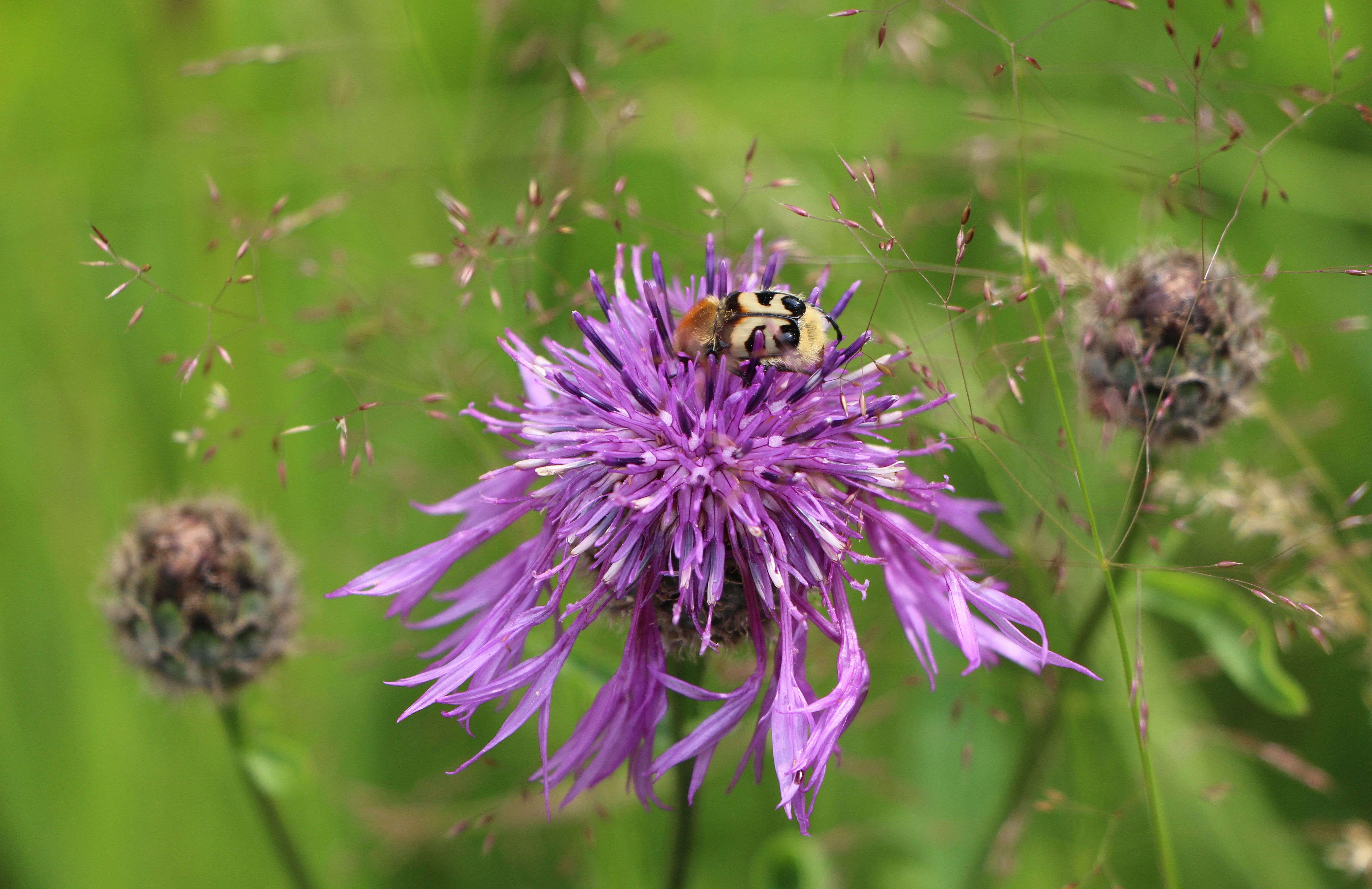 Brush Beetle: A Biodiversity Indicator