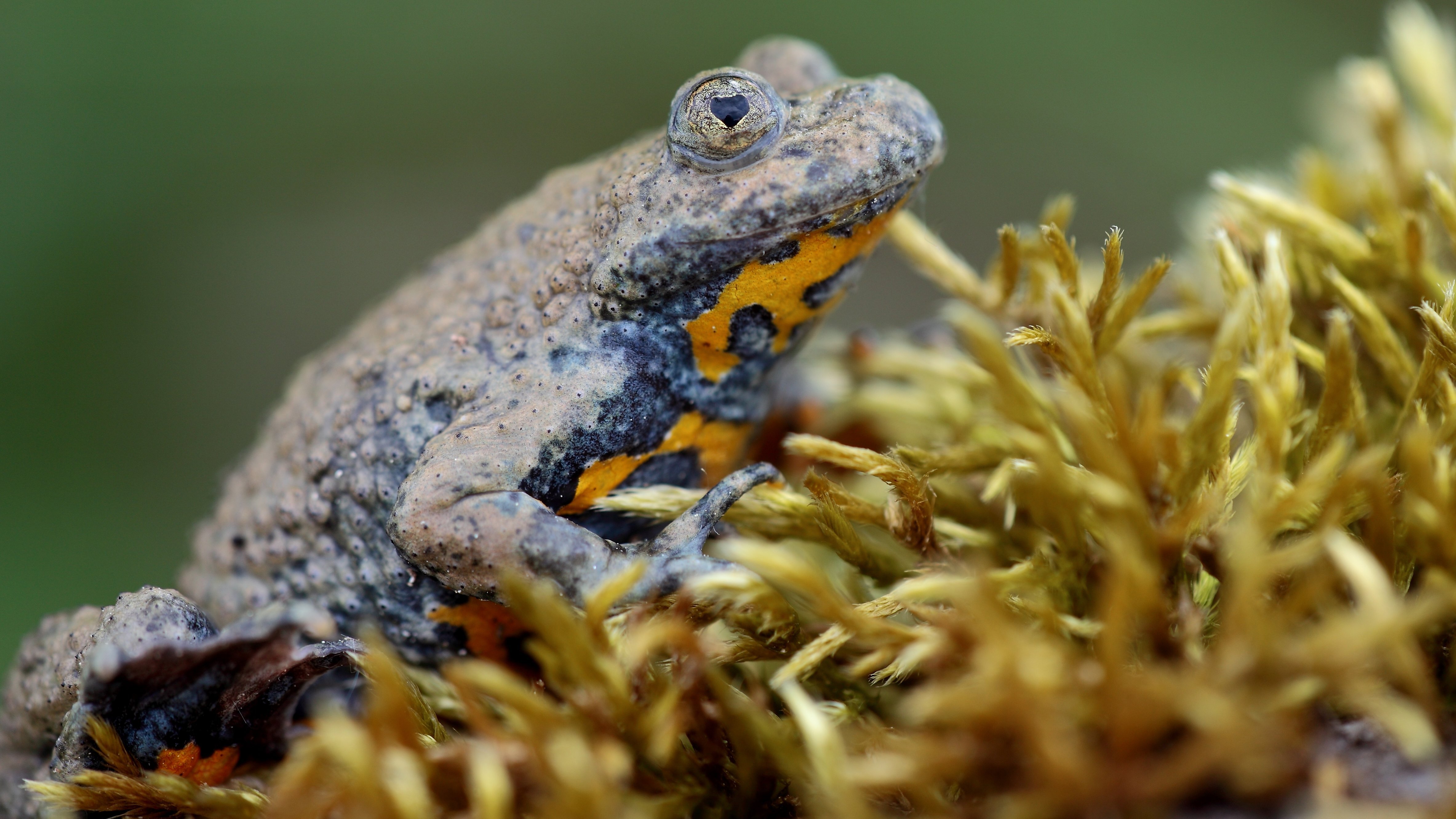 Gelbbauchunke The yellow-bellied toad