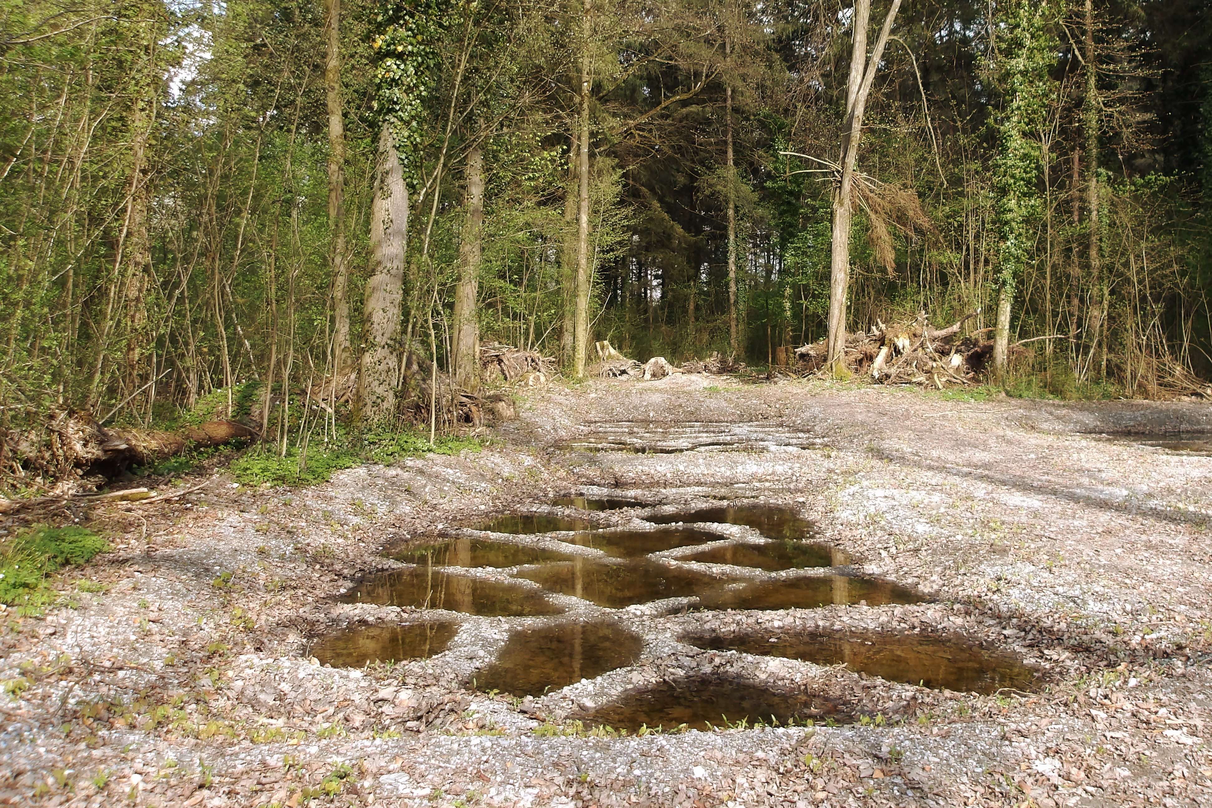 amphibian ponds
