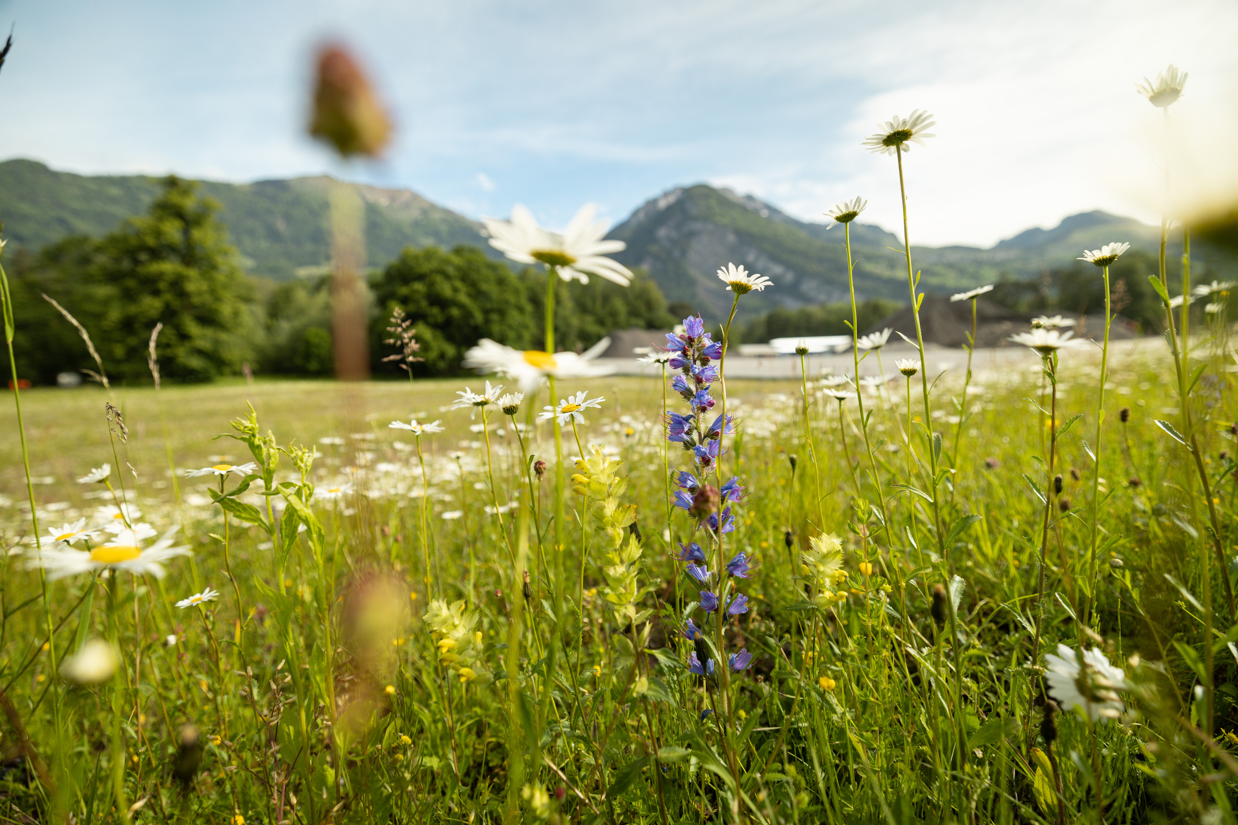 Blühende Magerwiese am Kerenzerberg