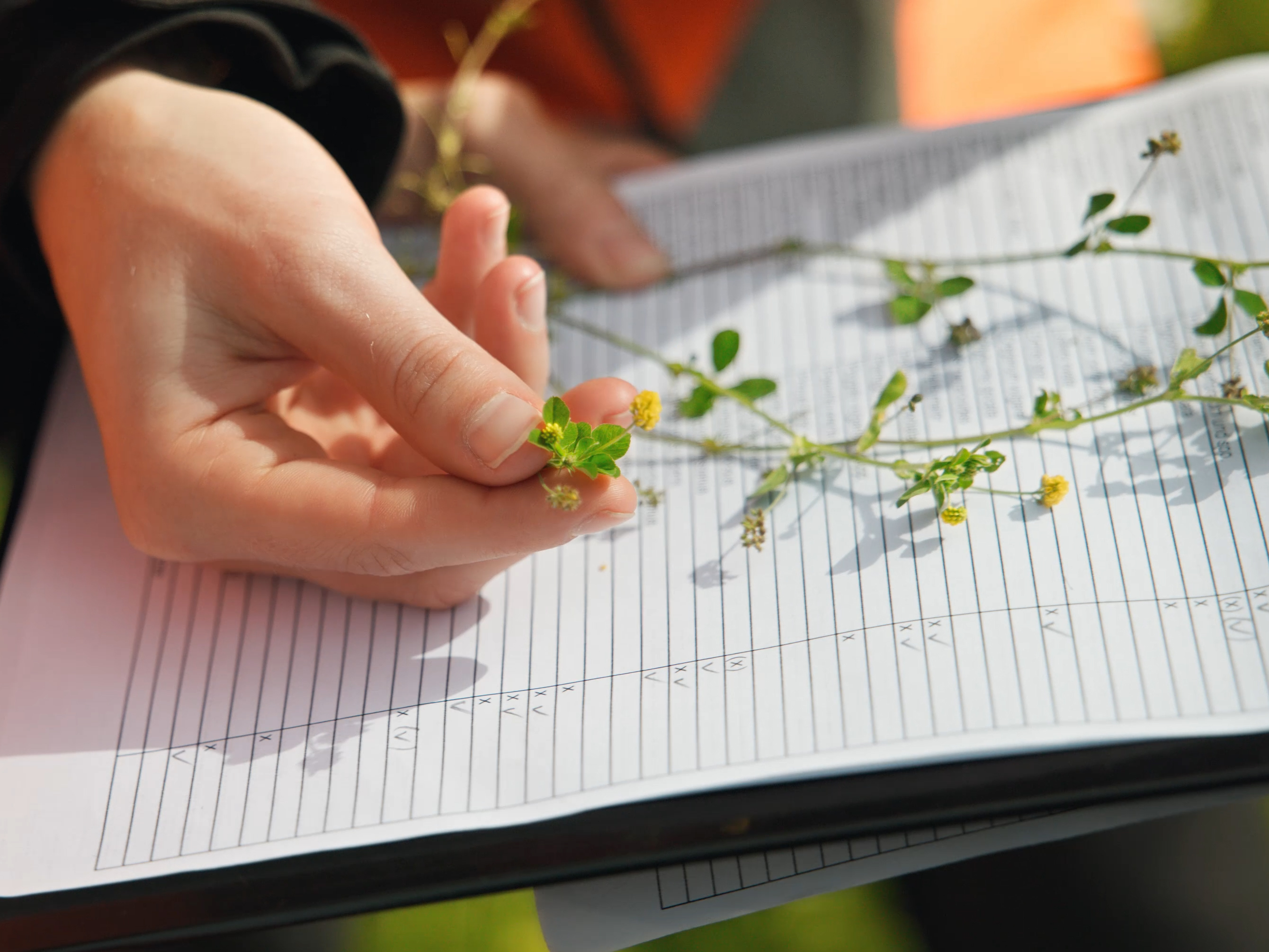 vegetation survey