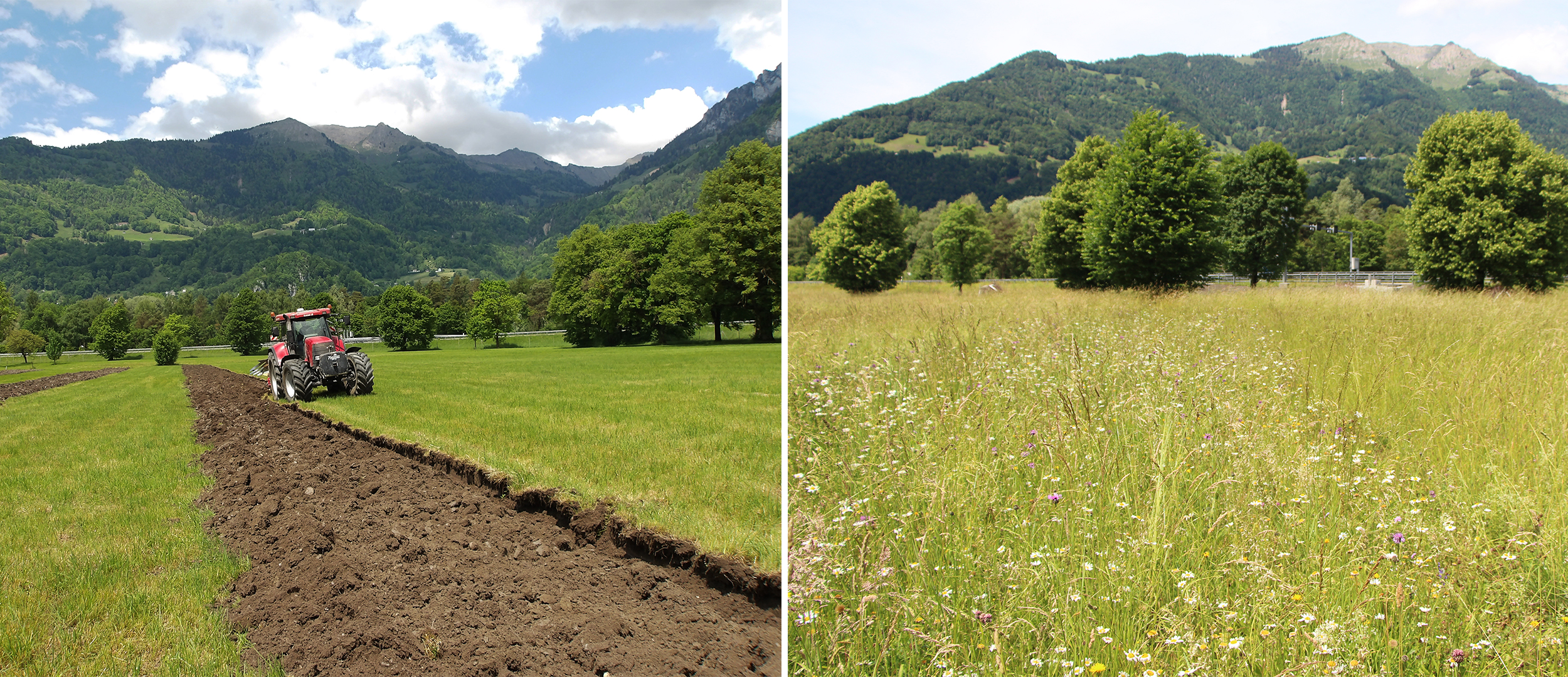 Comparison: 2025 – Transition Strip, 2026 – Poor Grassland
